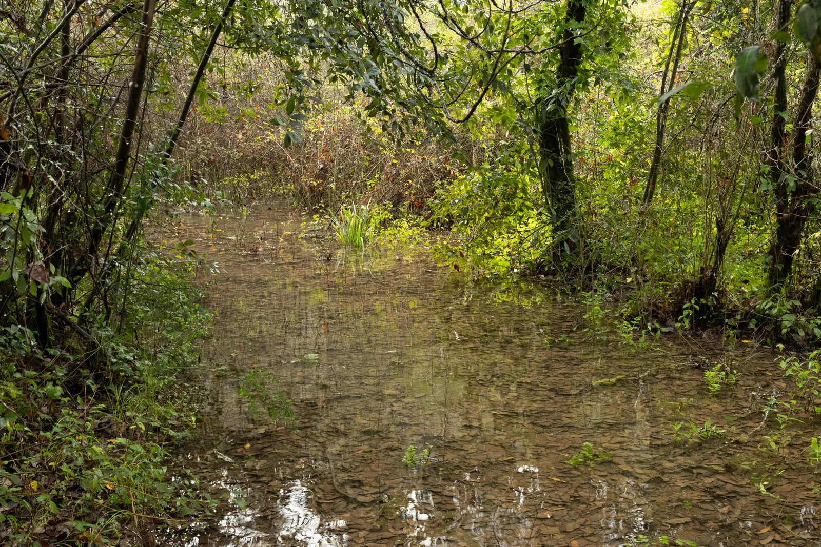 Bio-Reserva da Morena