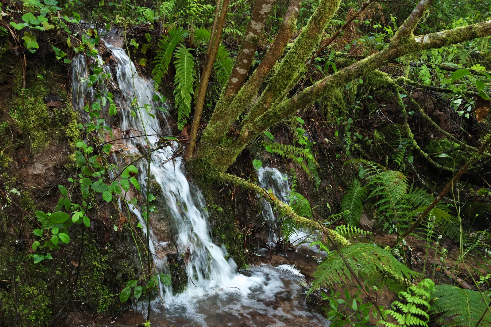 Bio-Reserva Senhora da Alegria