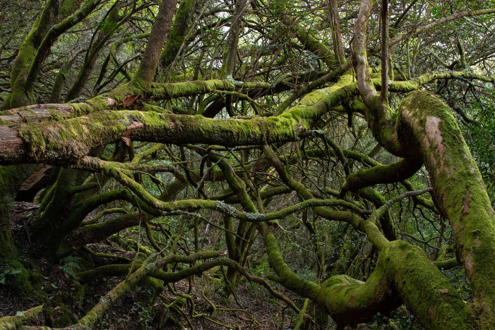 Bio-Reserva Integral Vale da Aveleira