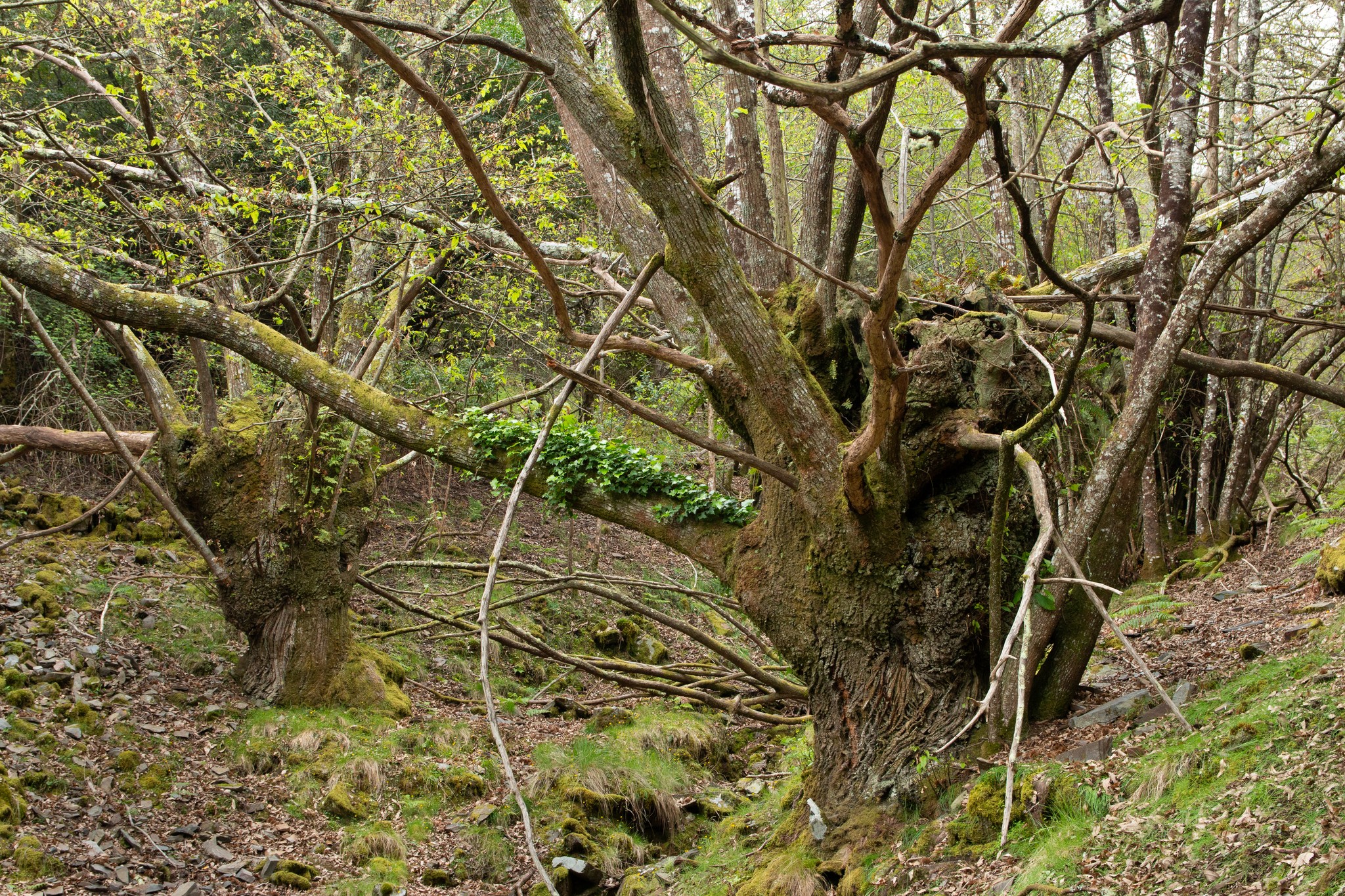 Natureza intocada da Bio-Reserva