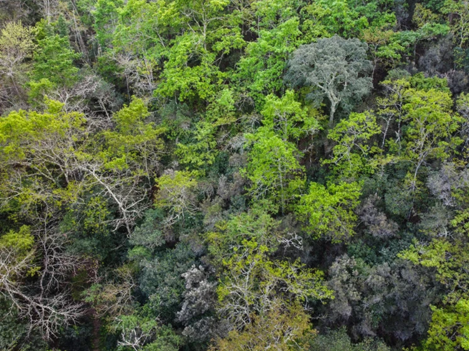 Bio-Reserva Senhora da Alegria