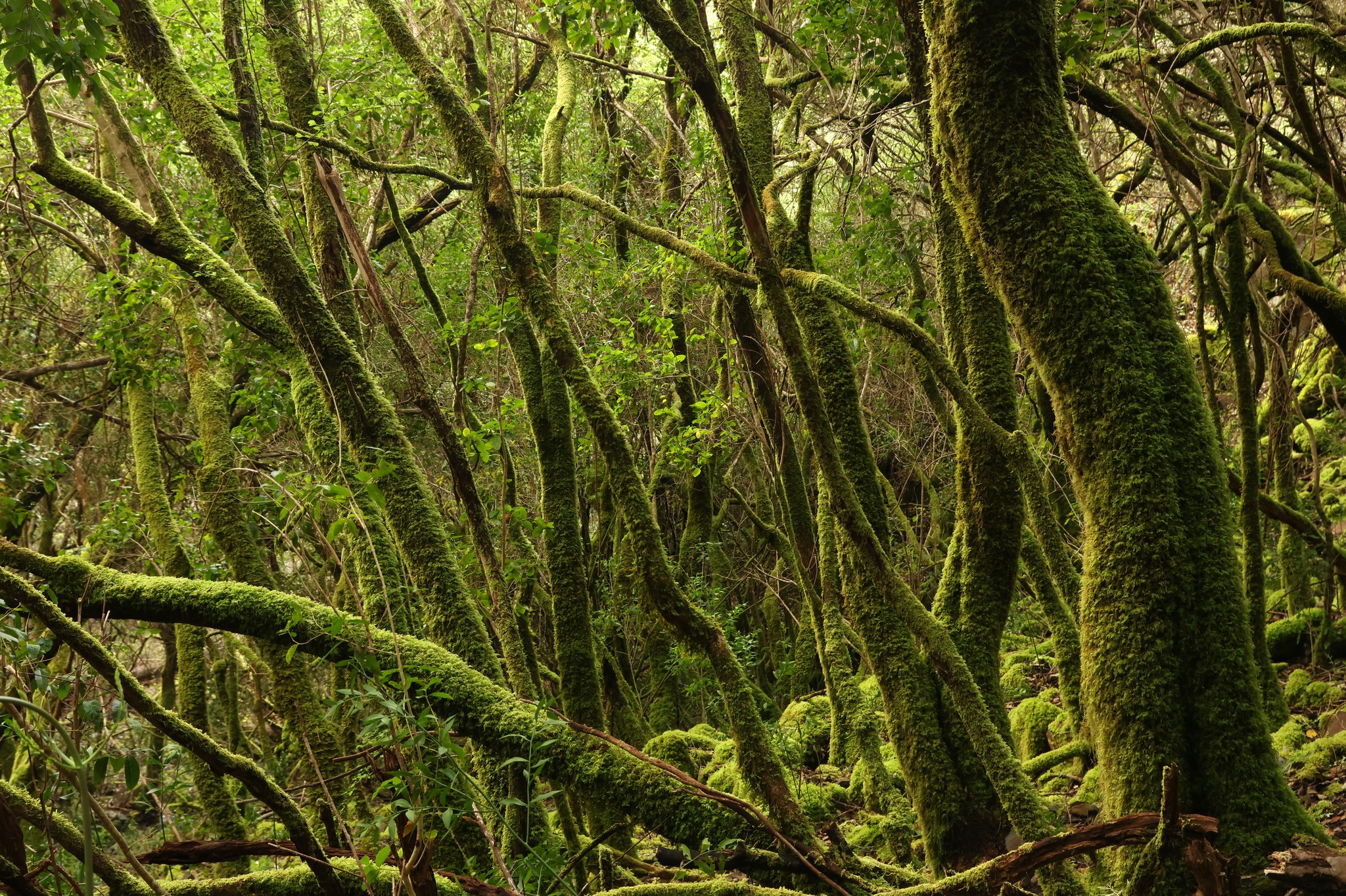 Vale da Aveleira antes do incêndio