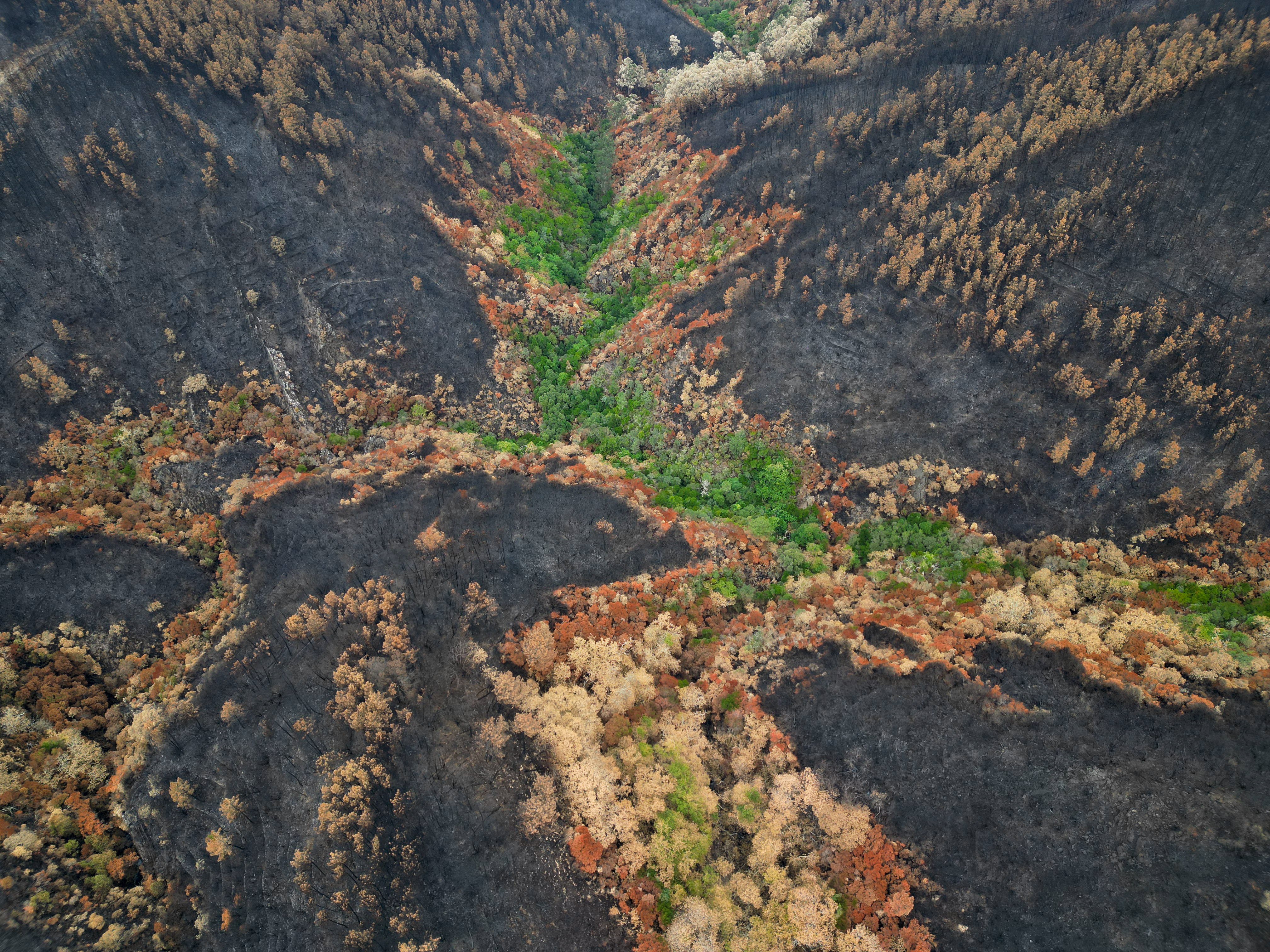 Impacto do fogo na biodiversidade