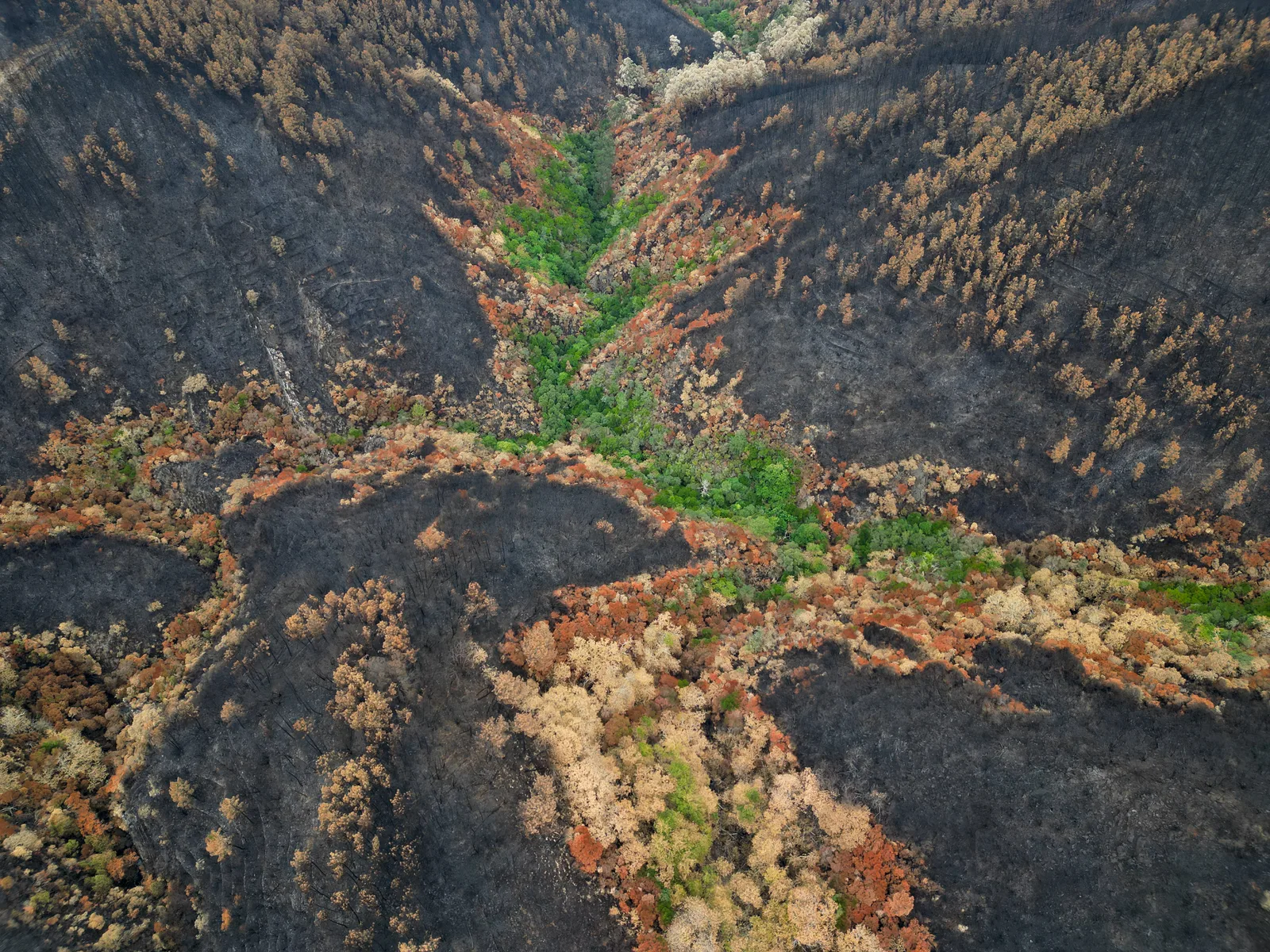Impacto do fogo na biodiversidade