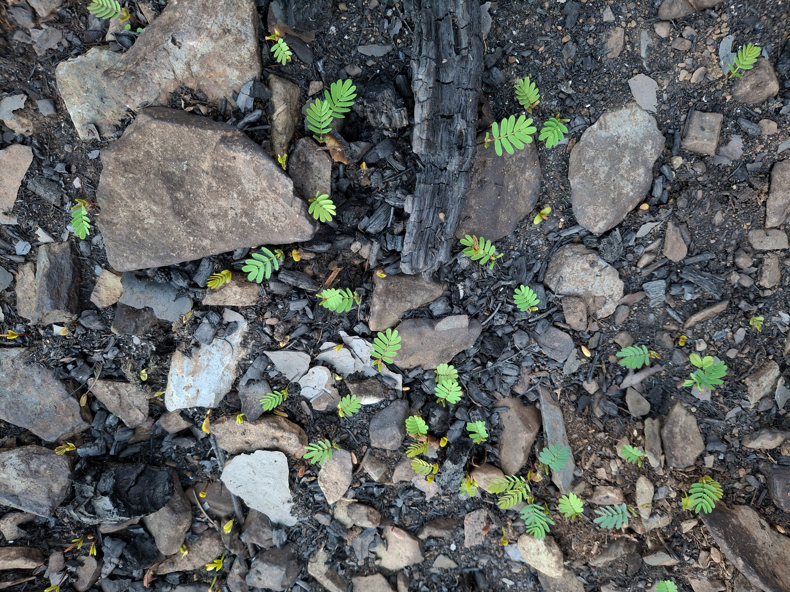Germinação de invasoras após o fogo