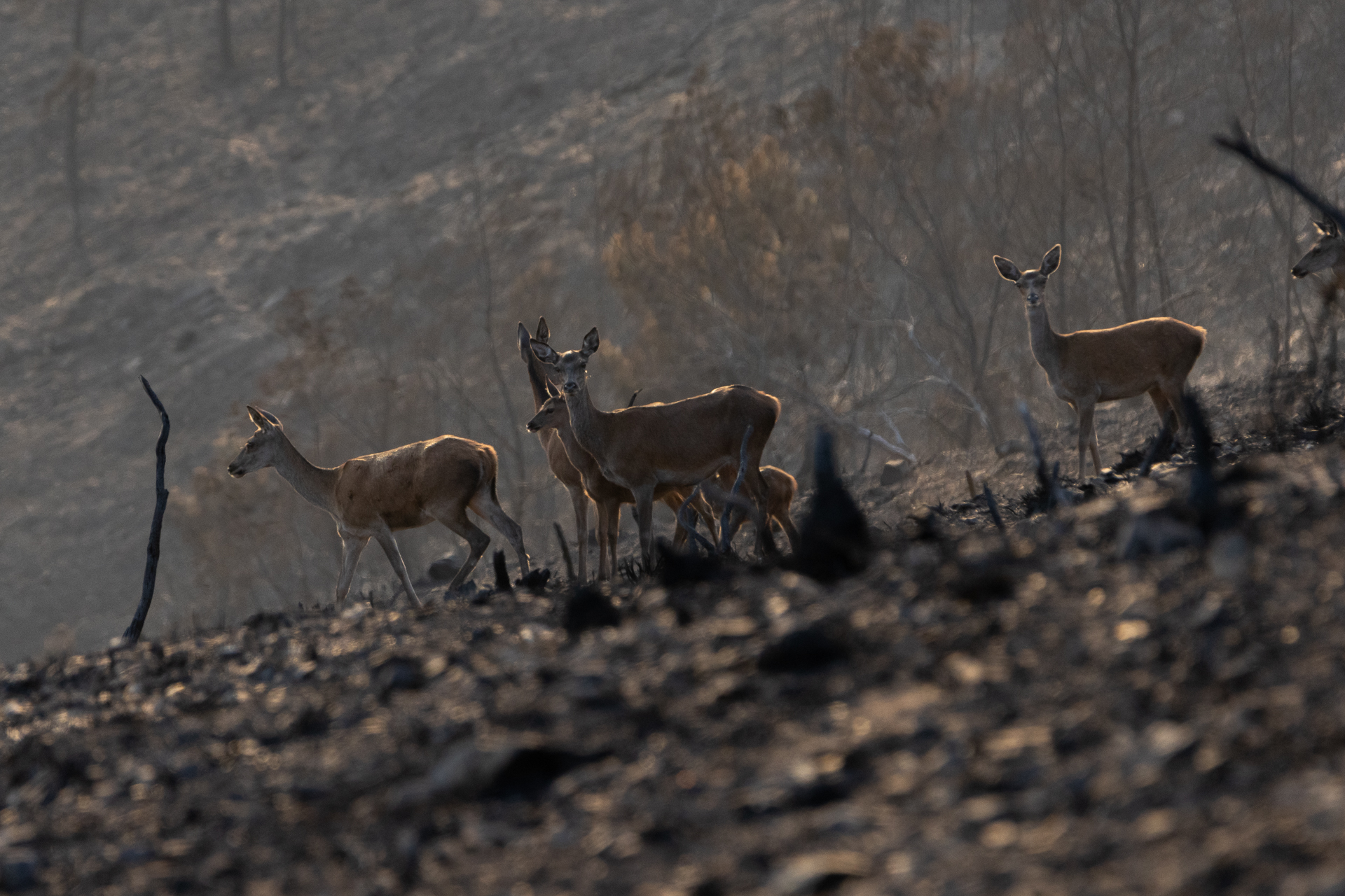 Vale da Aveleira após o incêndio