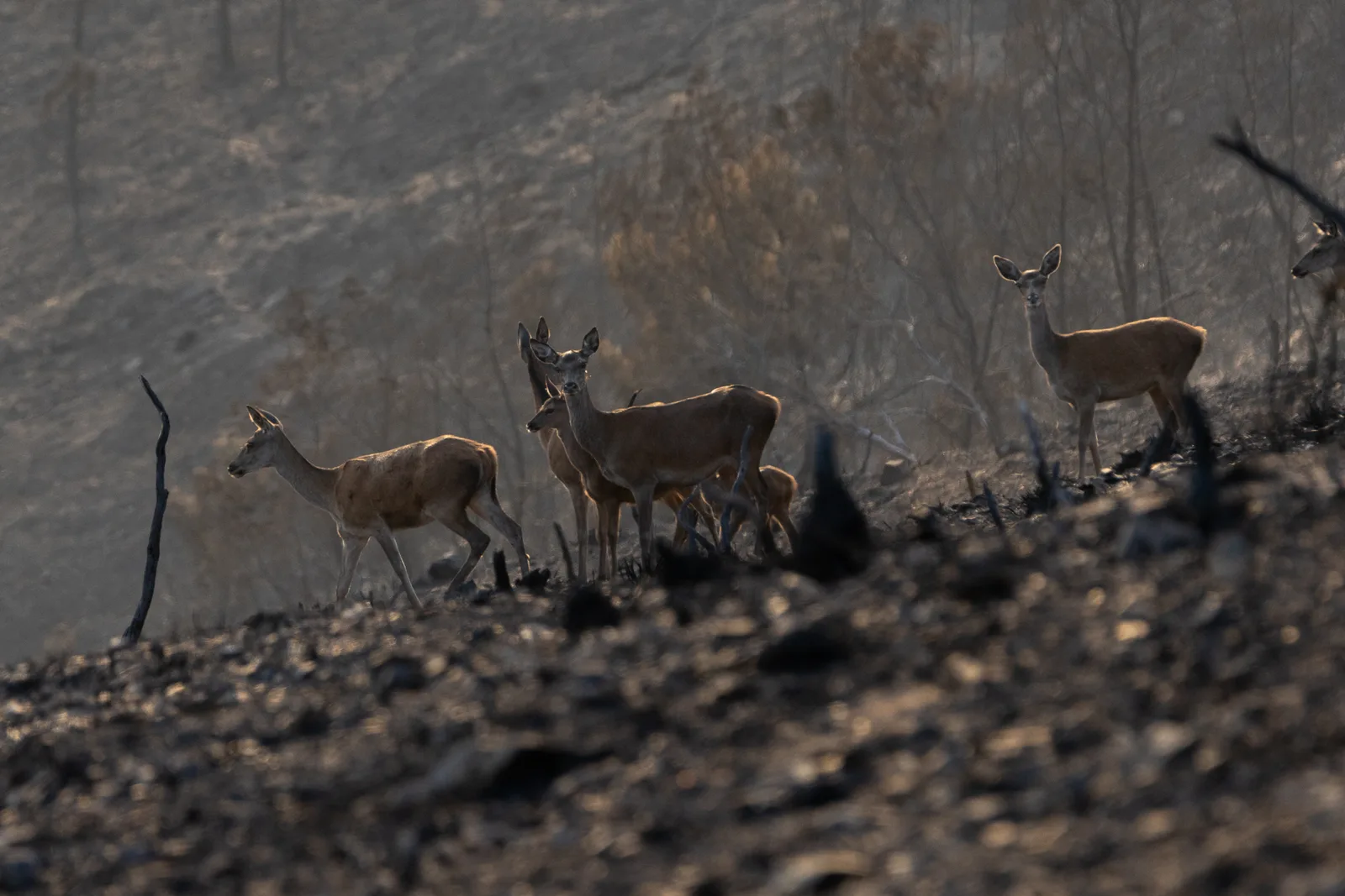 Vale da Aveleira após o incêndio