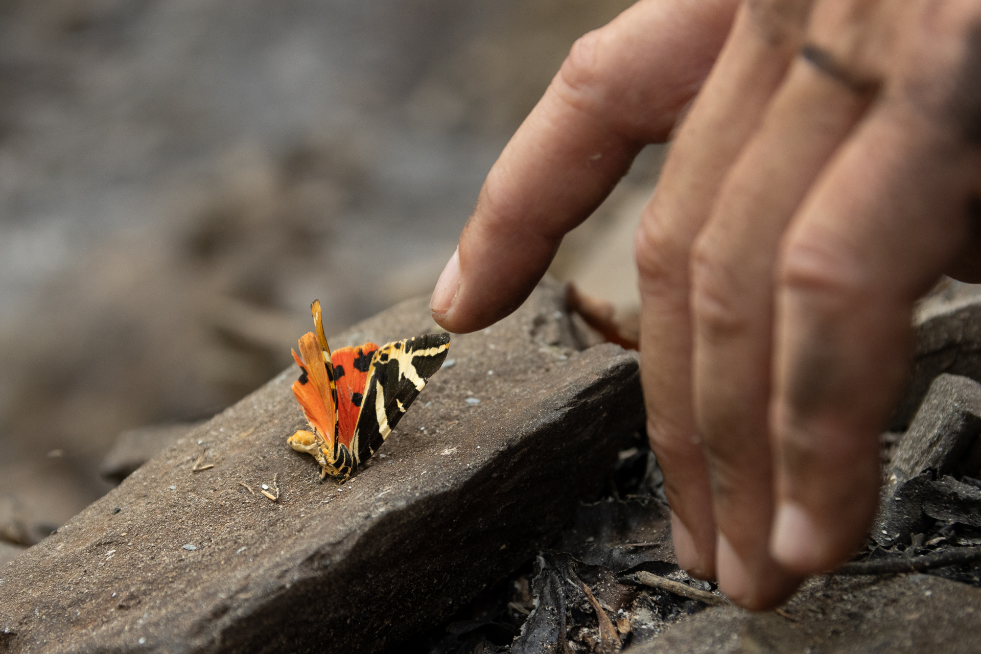 Ação de restauro ecológico