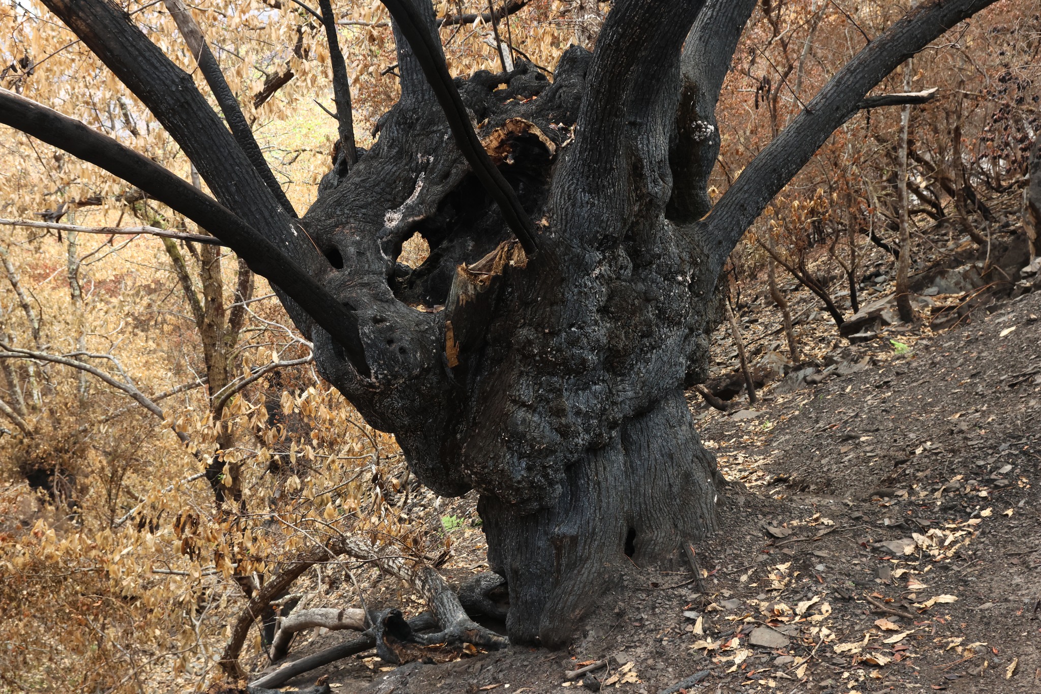 Área afetada pelo incêndio