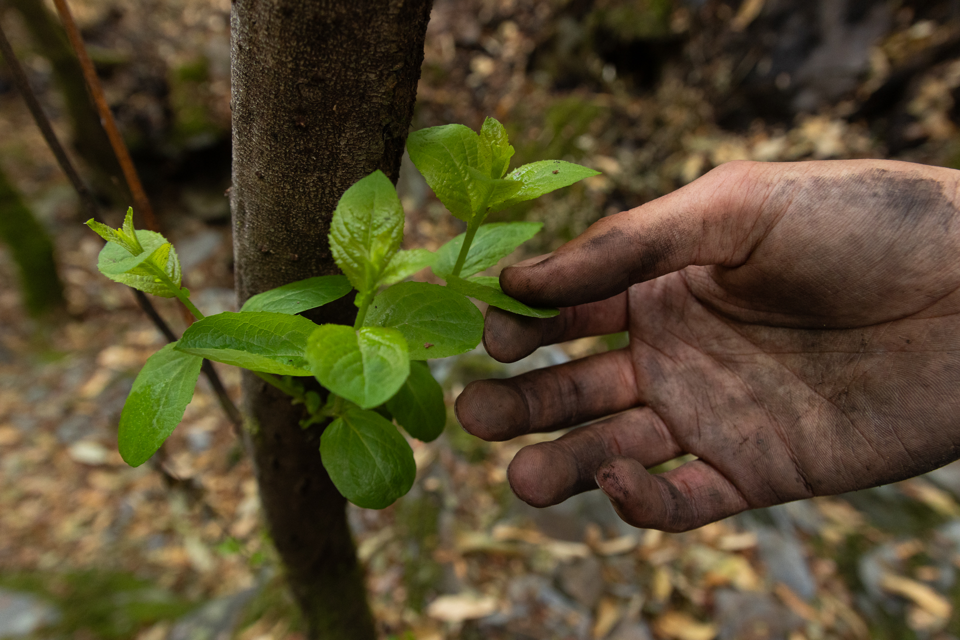 Plano de recuperação do Vale da Aveleira