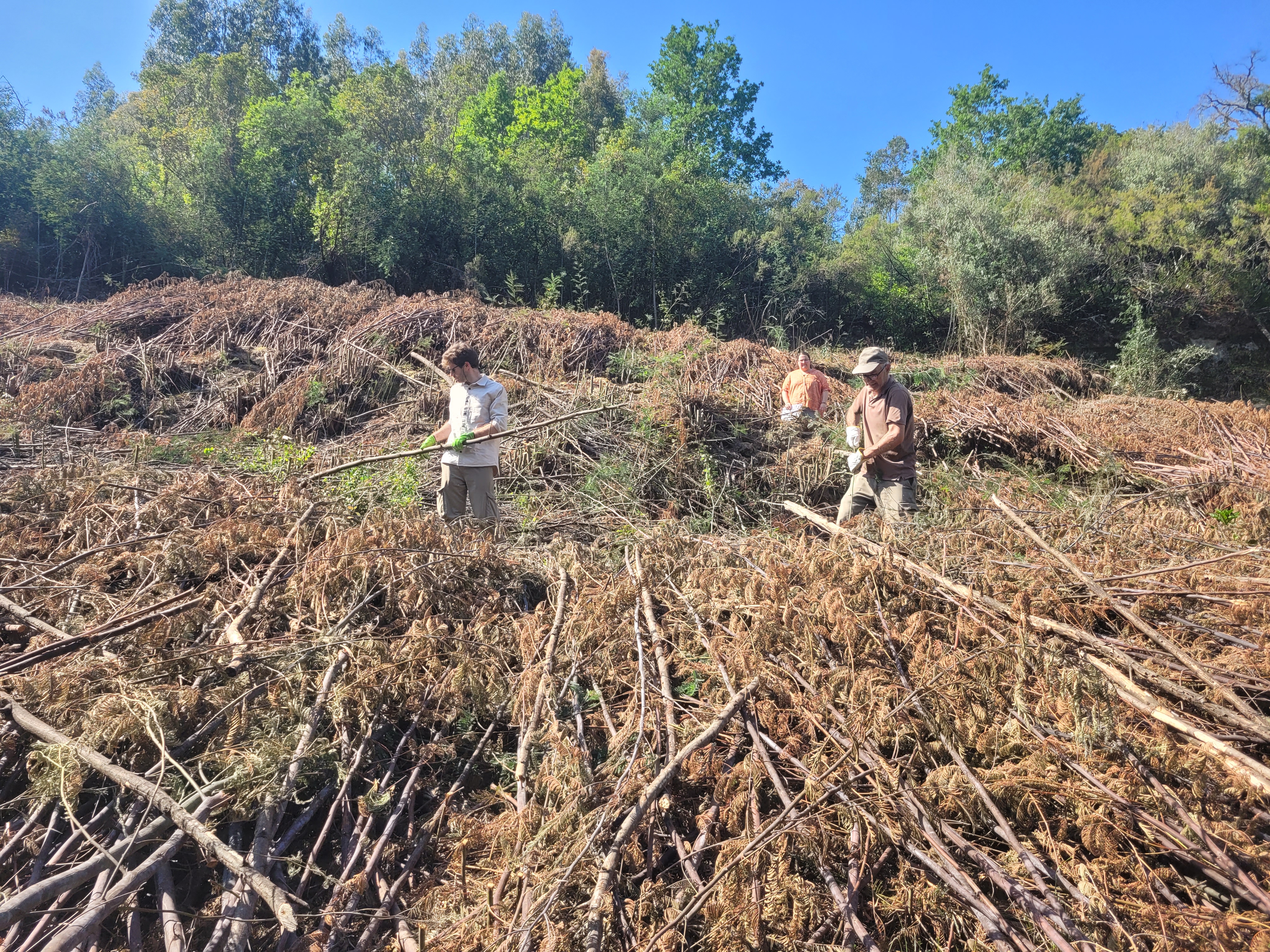 Bio-Reserva sem invasoras: testar para restaurar