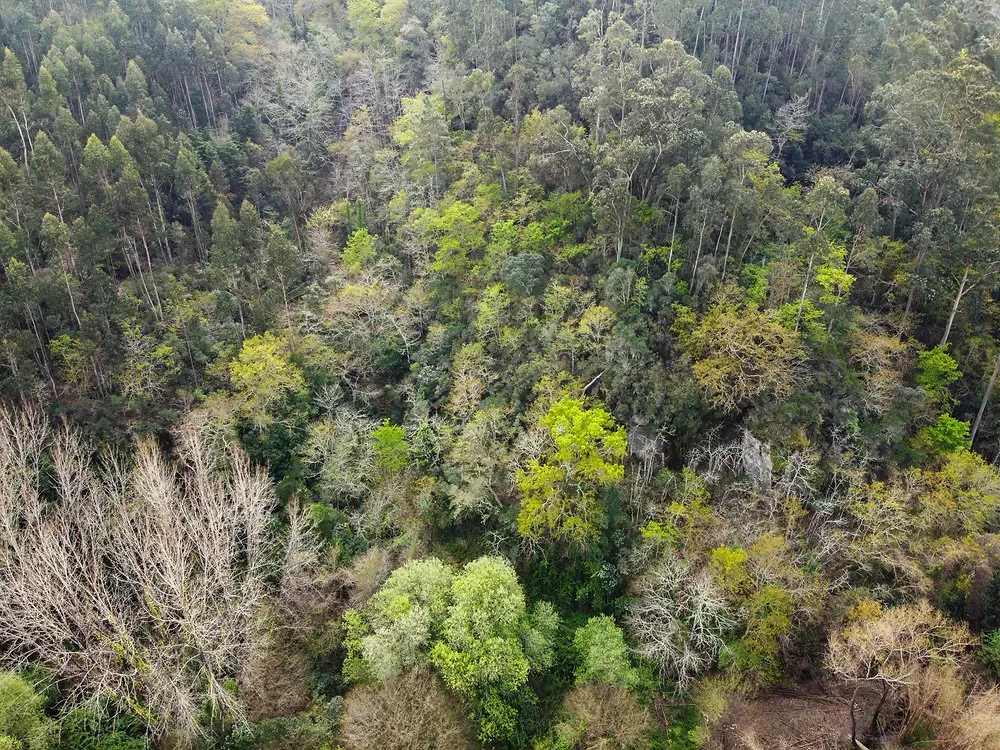 Constituição da Bio-Reserva Senhora da Alegria