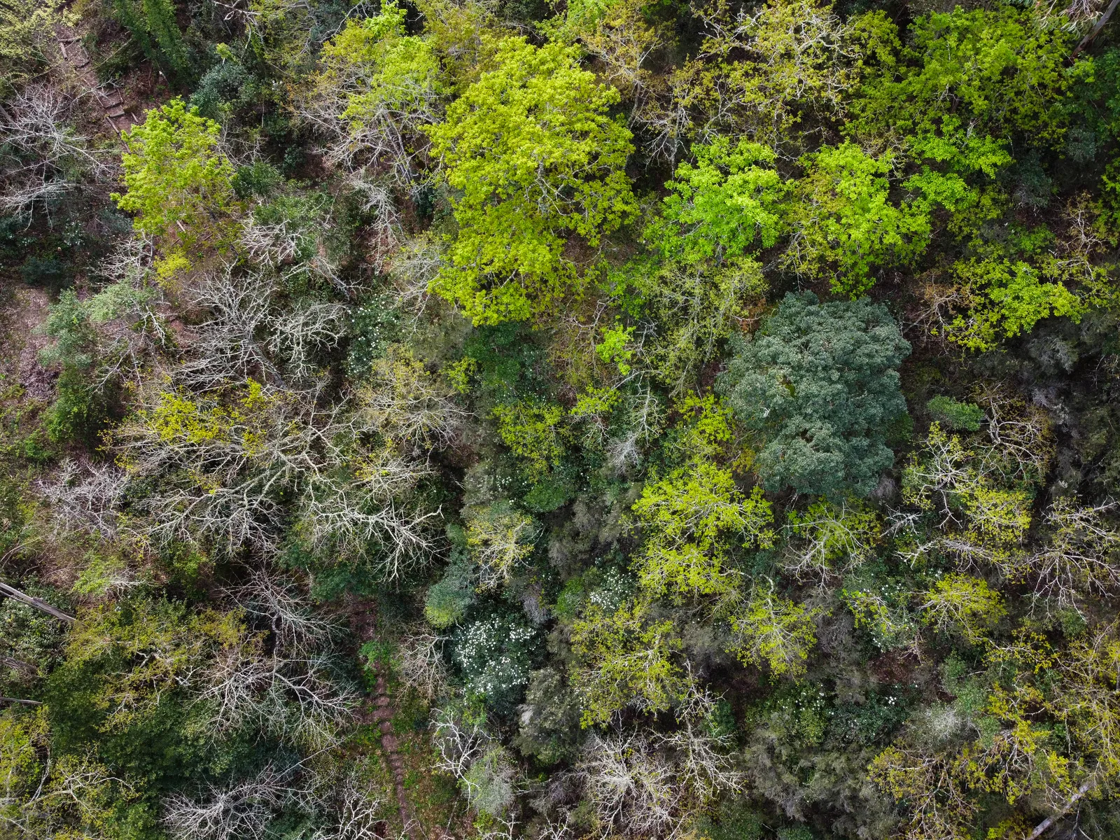 1.ª expansão da Bio-Reserva Senhora da Alegria