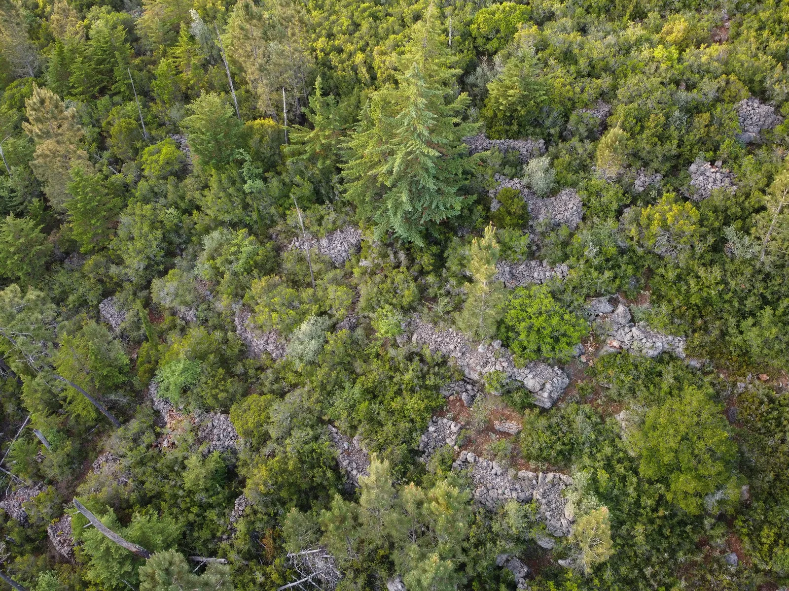 Constituição da Bio-Reserva da Morena