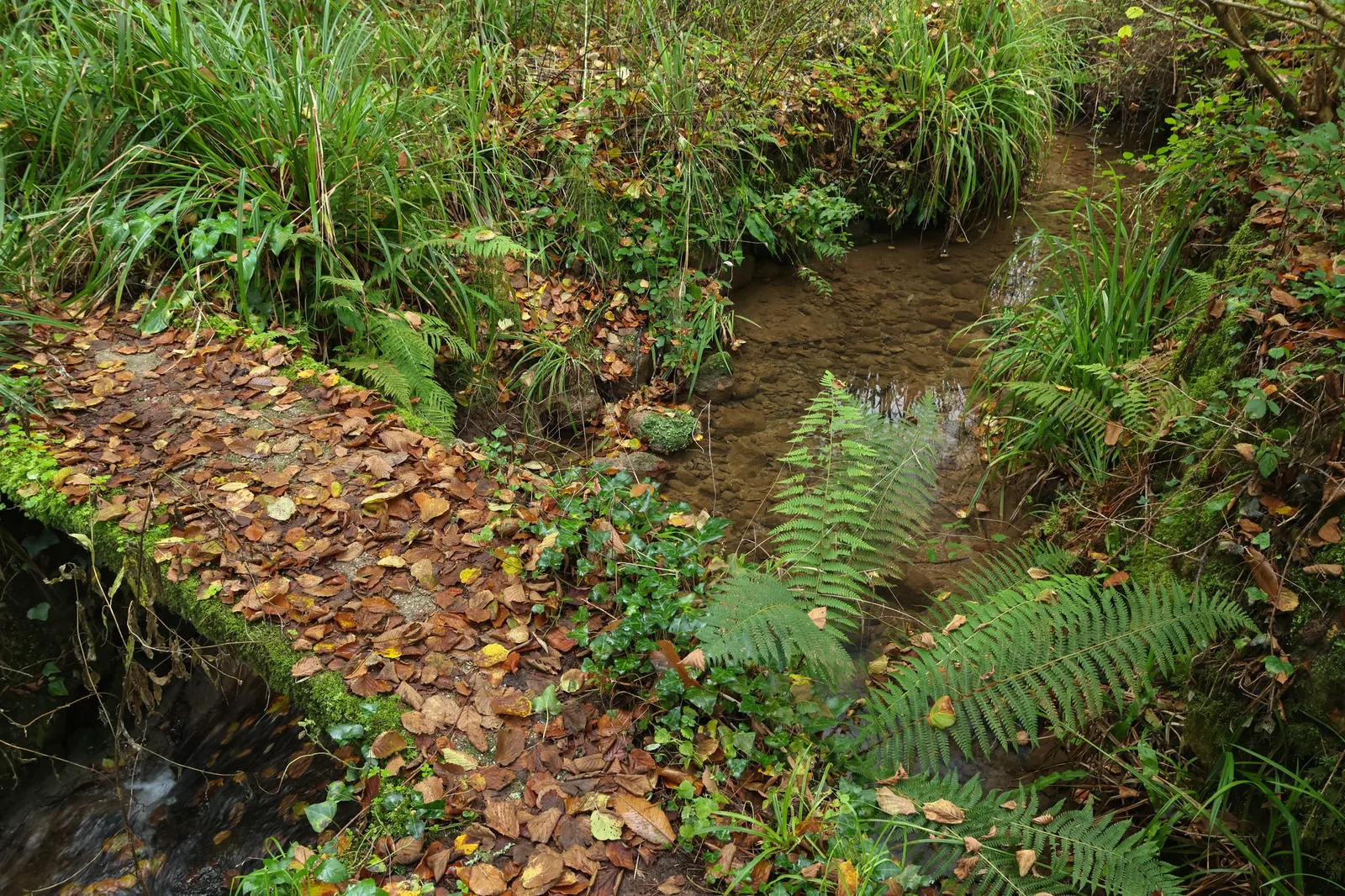 3.ª expansão da Bio-Reserva Senhora da Alegria